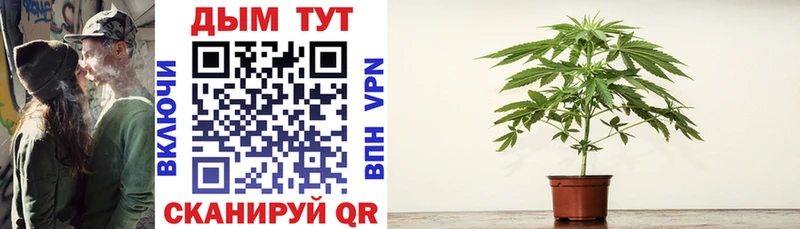 Конопля планчик  Купить где  Шилка 